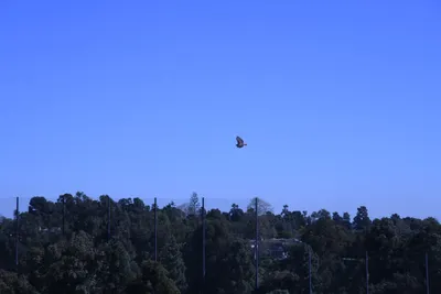 DSC_0775 (Large).JPG